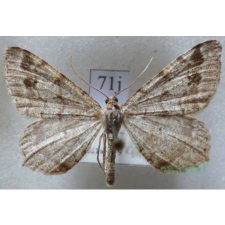 Macaria signaria (Hübner, 1809) Witalnik choiniak Czech71j